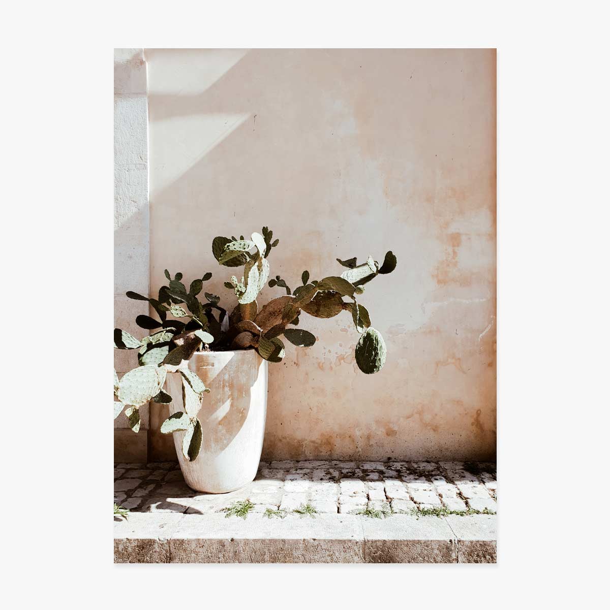 Poster Cactus