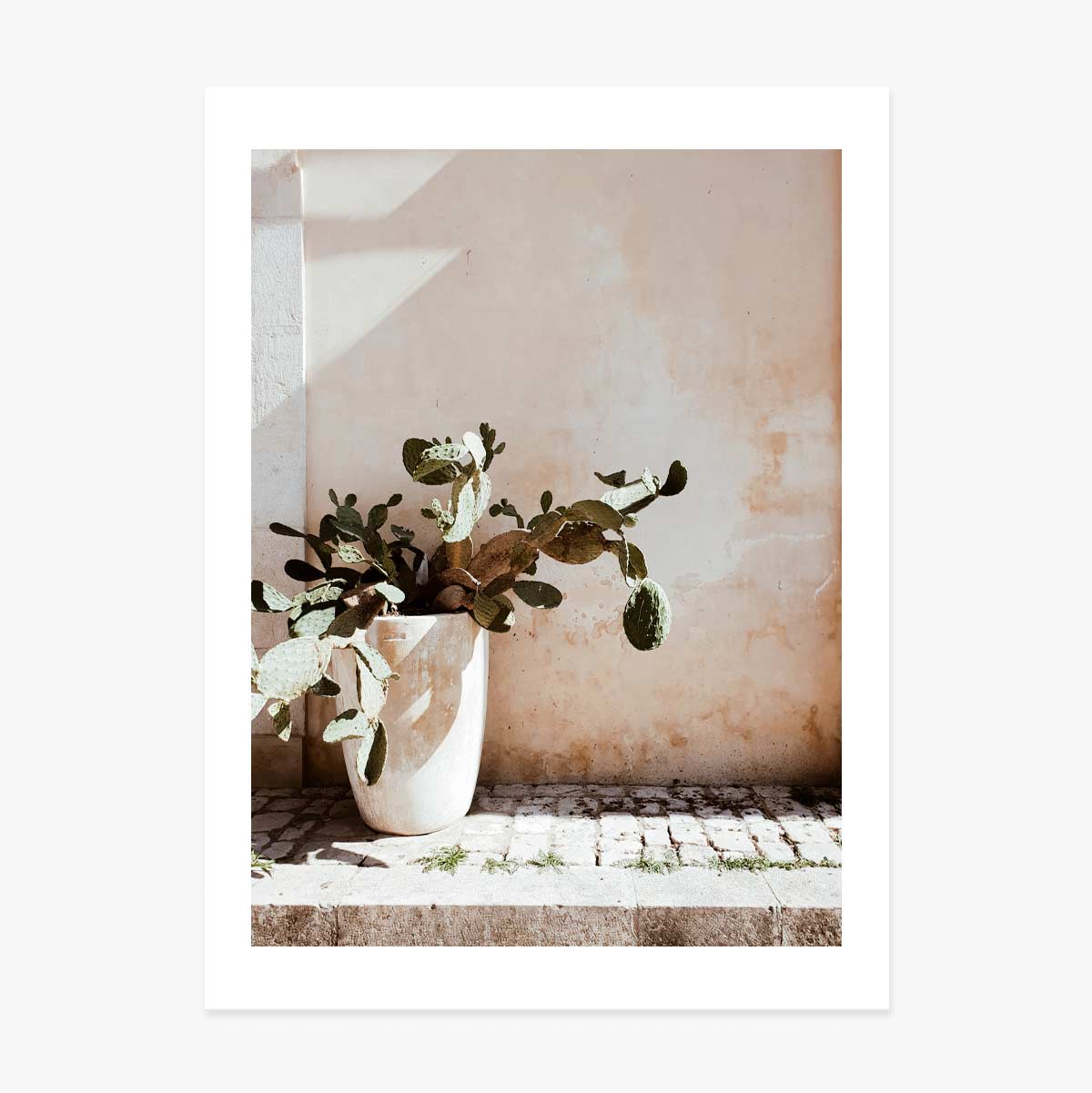 Poster Cactus