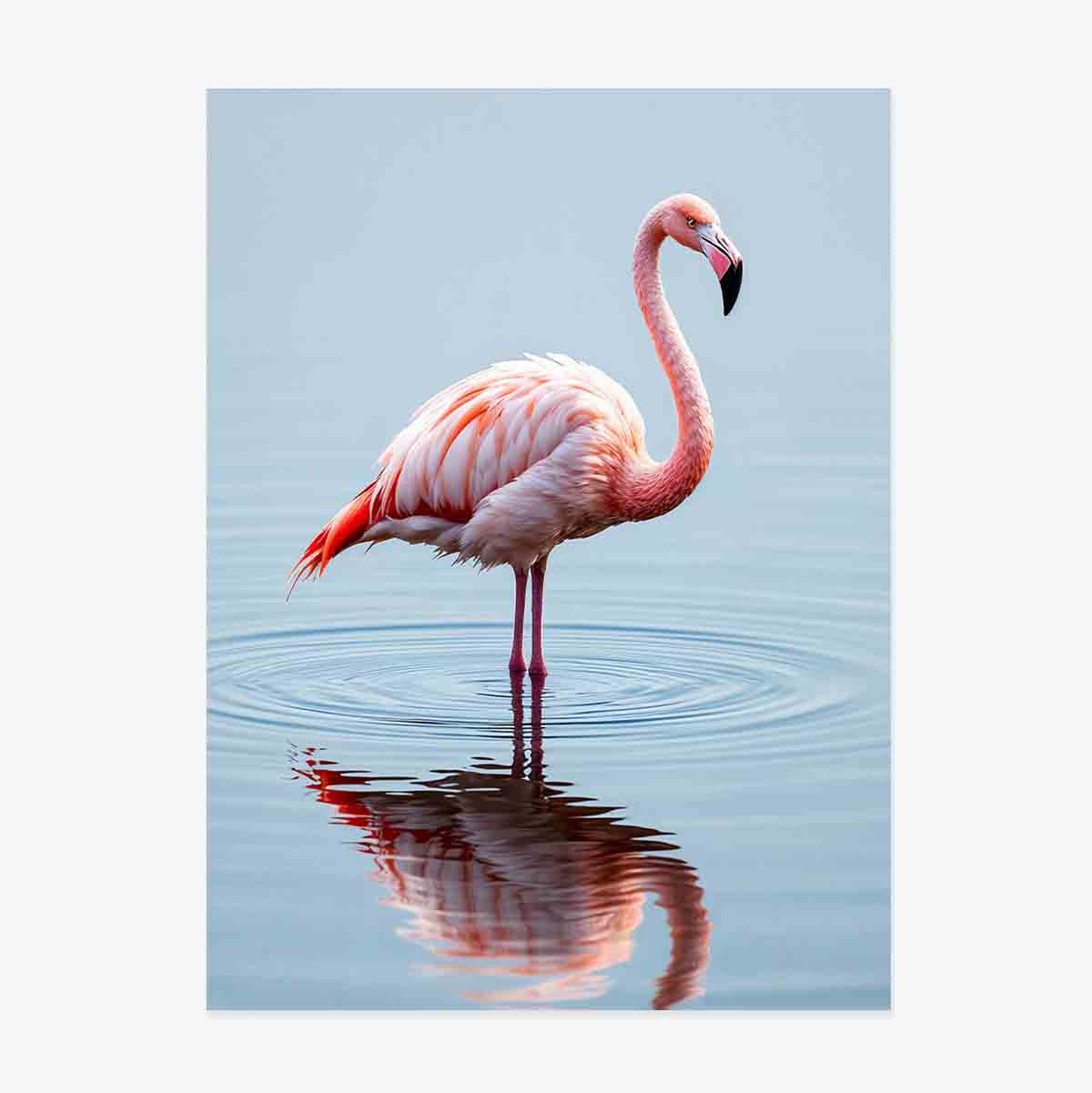 Poster Flamingo