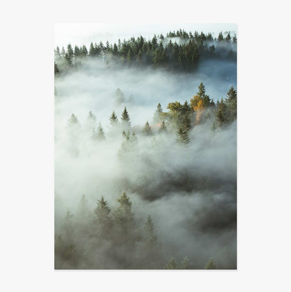Forest In Mist Poster