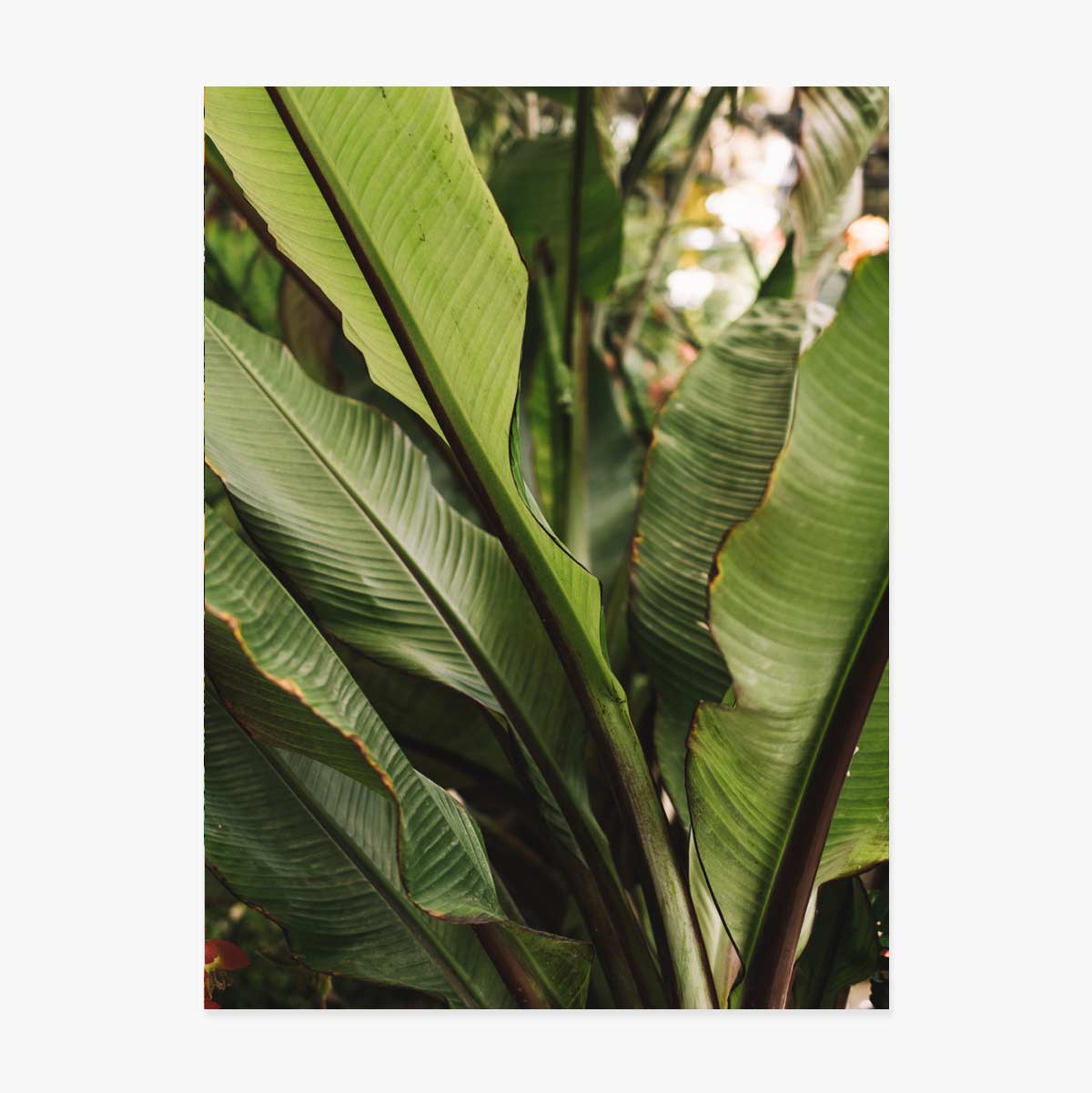 Poster green leaves 