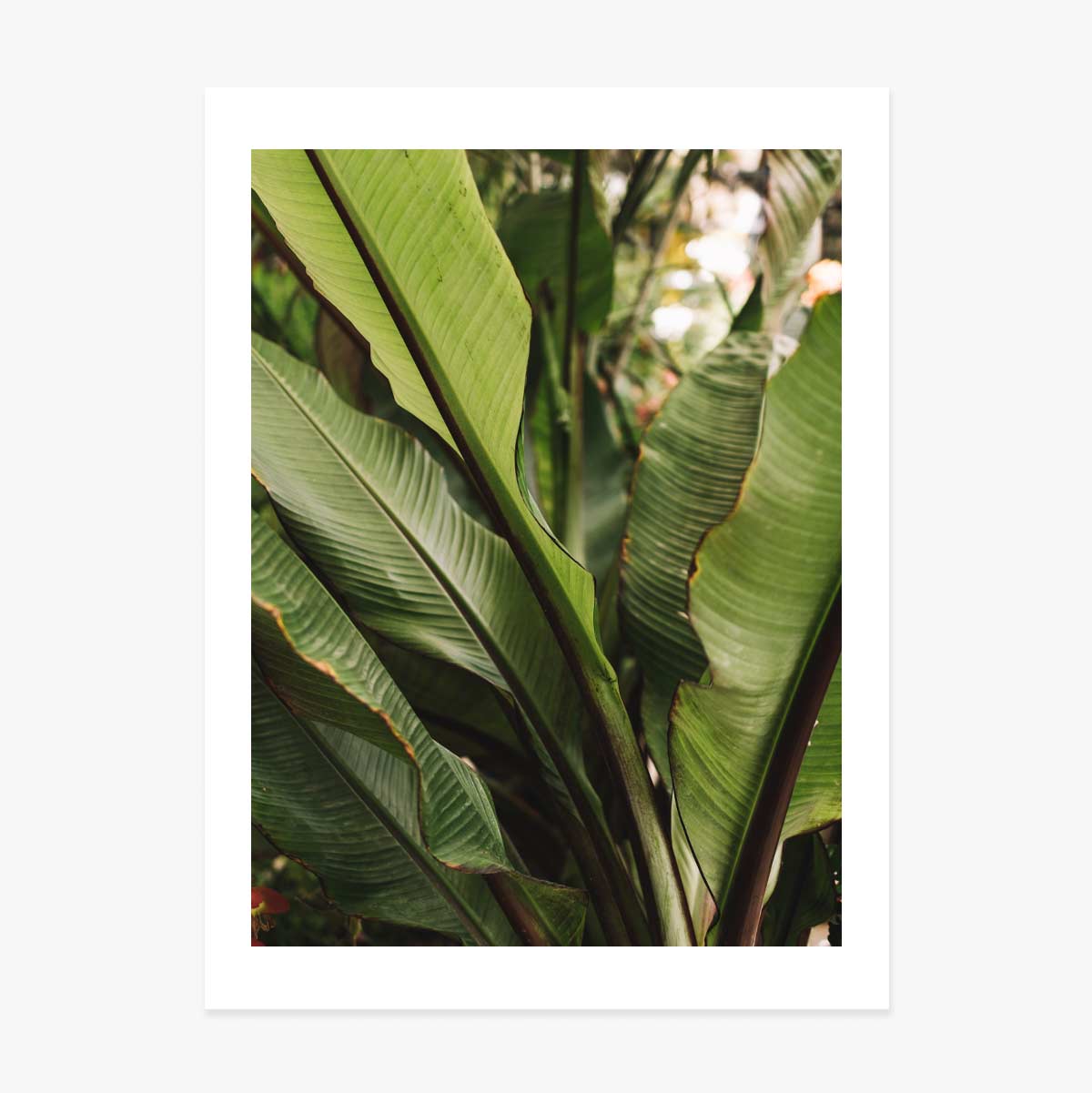 Poster green leaves 