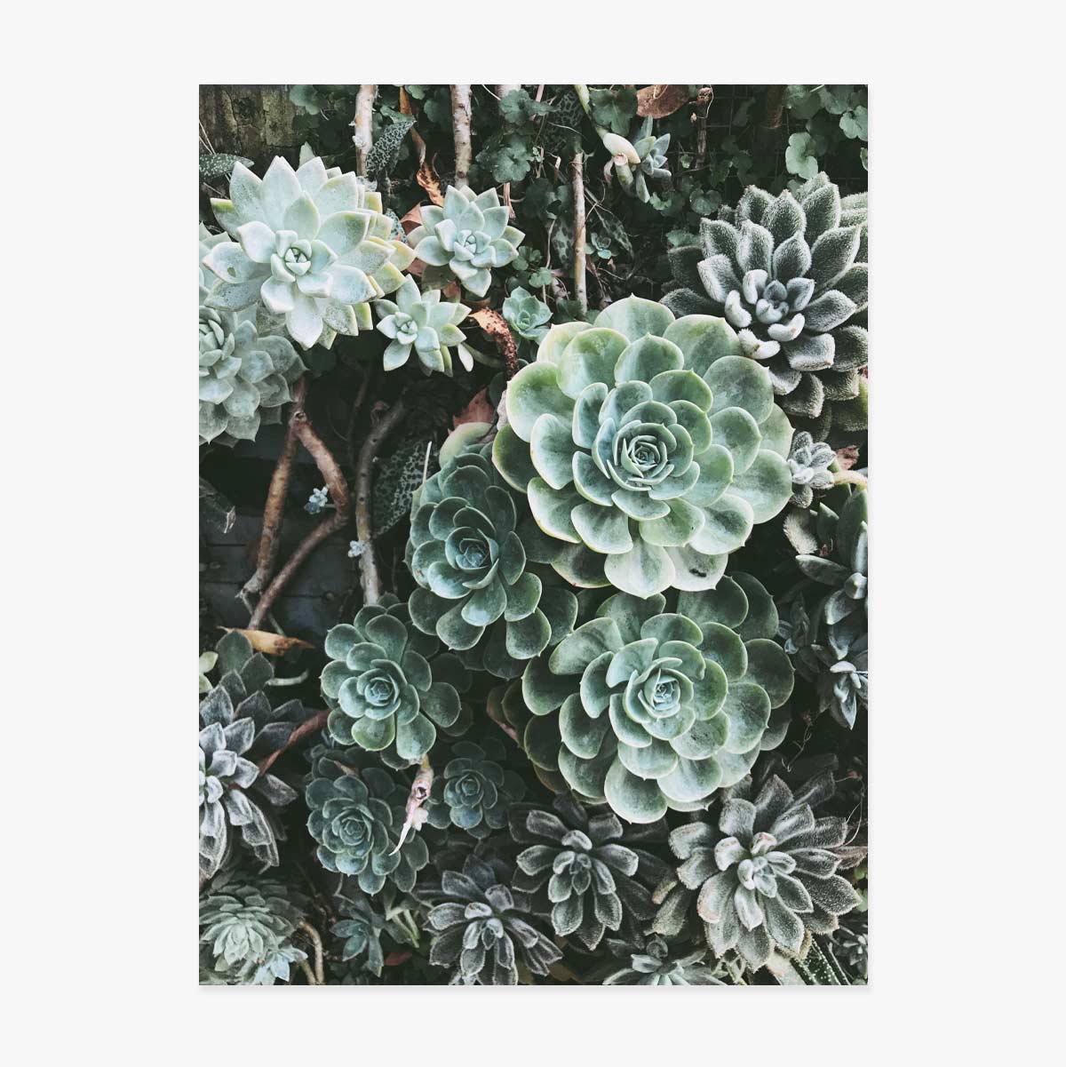 Poster Green Plants