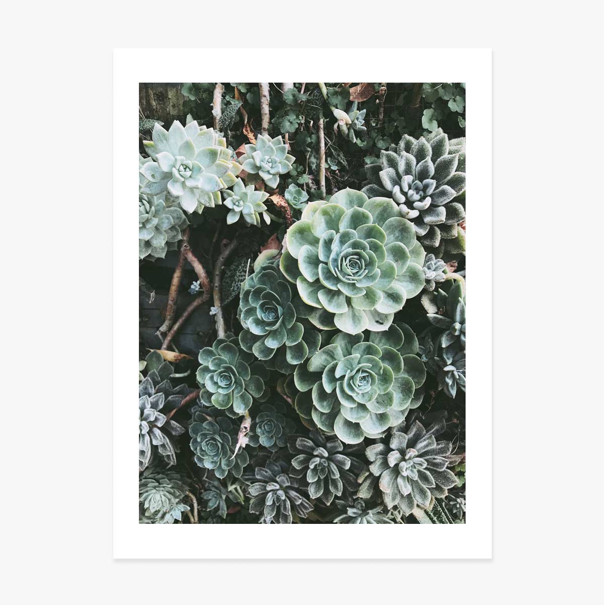 Poster Green Plants