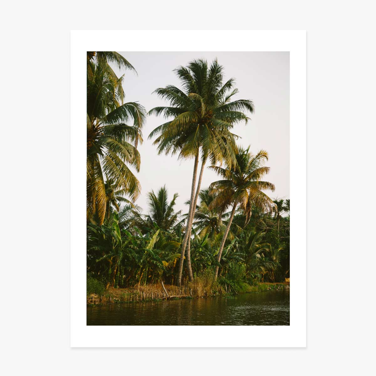 Poster Palm Trees 