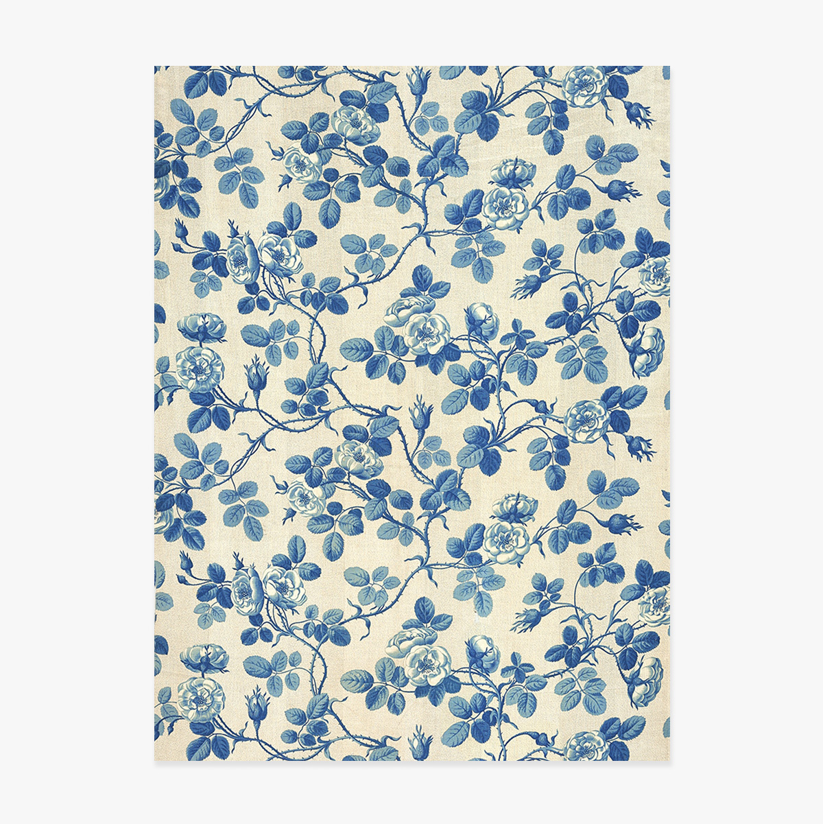 Poster Plante albastre