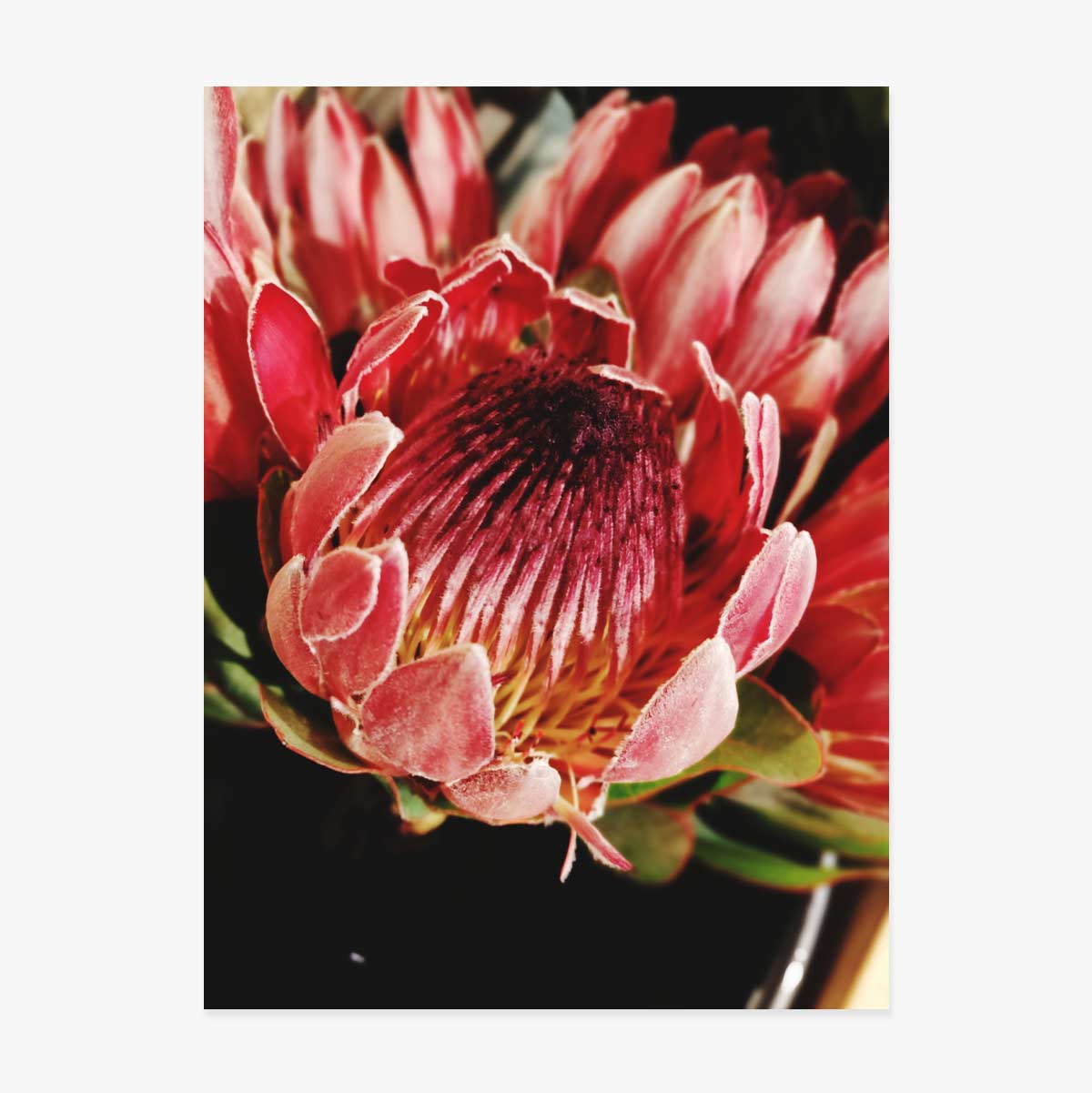 Poster Red Flower